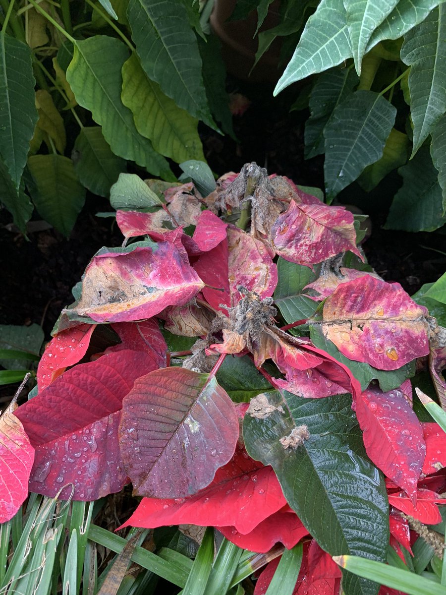 Alexander Wong tweet media