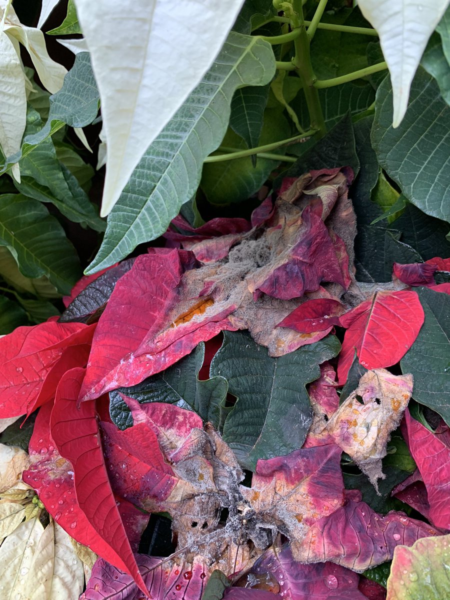 Alexander Wong tweet media