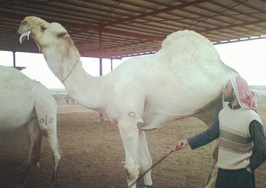 الصورتين العليا و عليان الهرش ساسه #طياحان الاسطوره الصاهودي
.
.
العليا كان مالكها عبدالله الدويش واهداءها لخالد الفيصل (( بوحجايا)) العليا من جهة الاب ساسها بنت #طافحان فحل سلطان ابوثنين رحمة الله عليه 
العليا من جهة الام جعوانيه فحل محمد بن جعوان رحمة الله عليه
#نادي_الابل