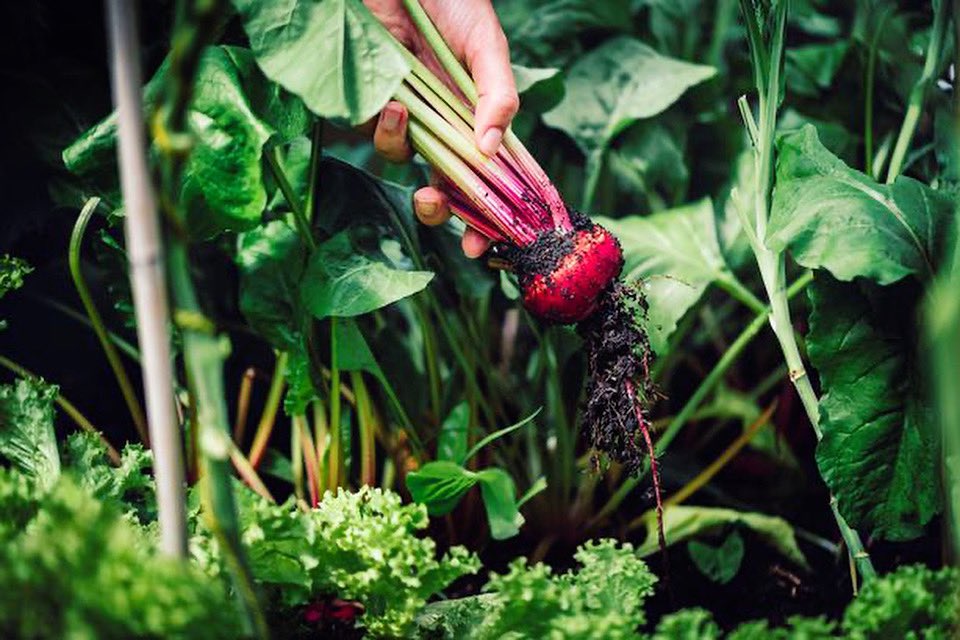 With a new year comes new opportunities. We invite you to join us in making 2022 a celebration of our community. We have new job openings to coincide with our expansion, volunteer opportunities, educational classes and so much more. Join us at capitalroots.org.