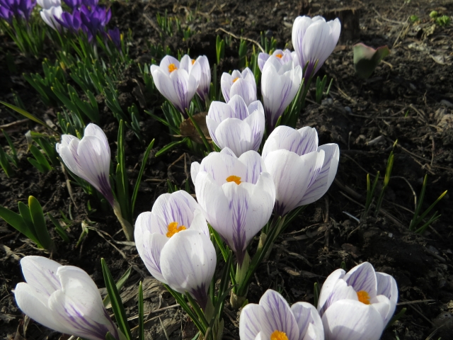 クロッカスのtwitterイラスト検索結果 古い順