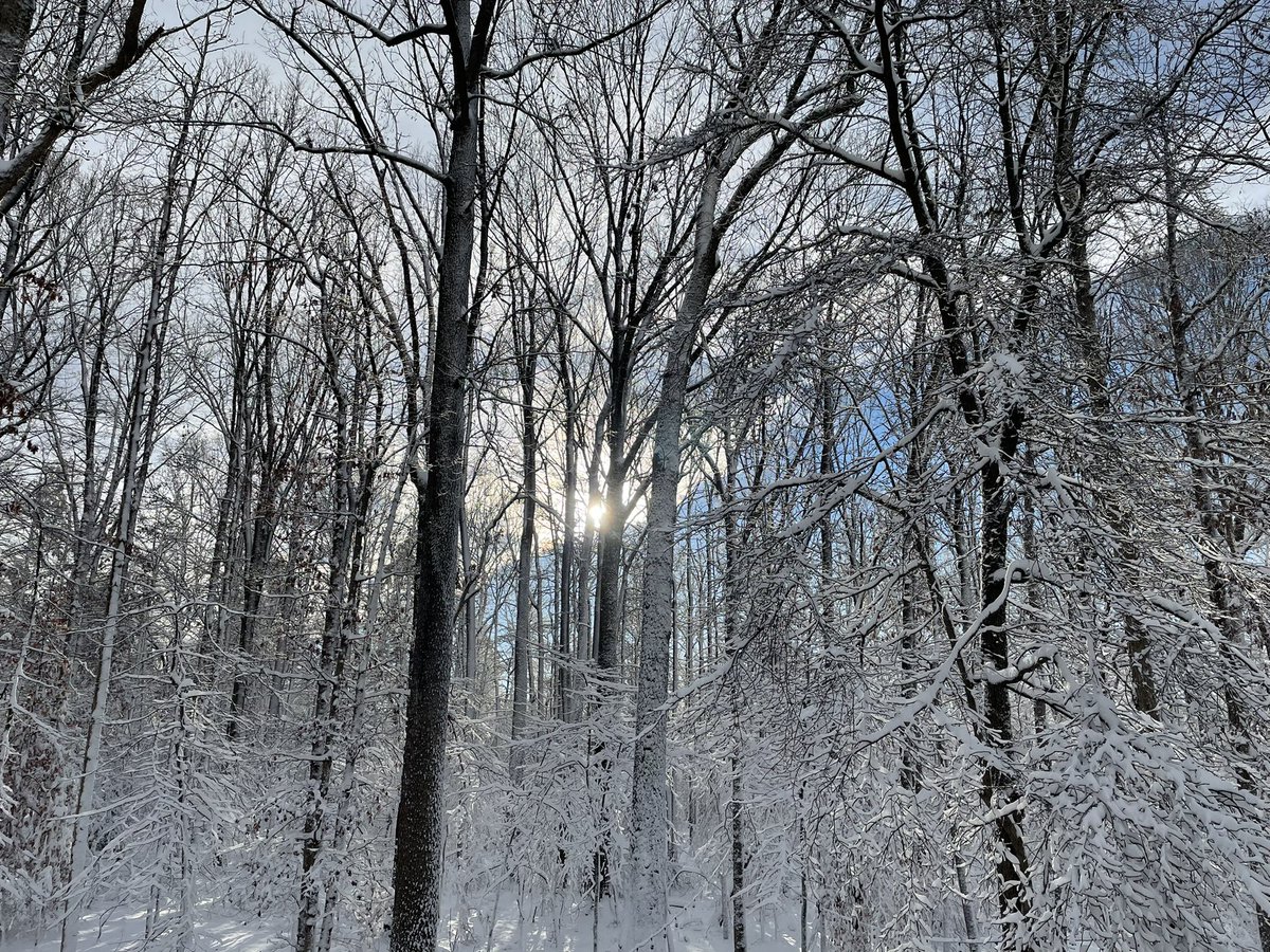 jecoliahdaniels's tweet photo. From #BabysFirstSnow in NH last week to a dumping in her own backyard today, #SylvieBear🧸 is embracing Winter. #DCsnow https://t.co/10RTaaHiCE