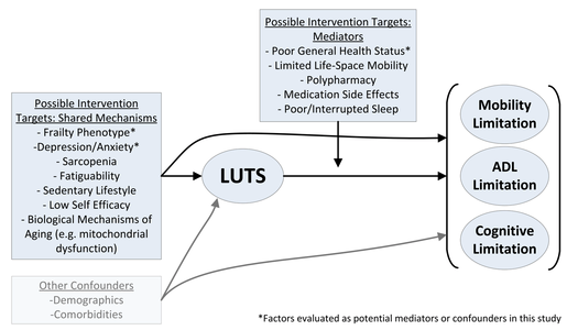 AGSJournal's tweet photo. Older men with lower urinary tract symptoms (LUTS) have a significantly higher 2-year risk of developing incident mobility and ADL limitations. #geriatrics https://t.co/3nNYwtlTQJ https://t.co/wQXQKq8qPZ