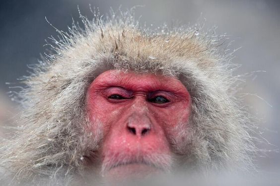 SeimenBurum's tweet image. And so to bed @lopcute 

#GrumpyMonkey not #GrumpyCat