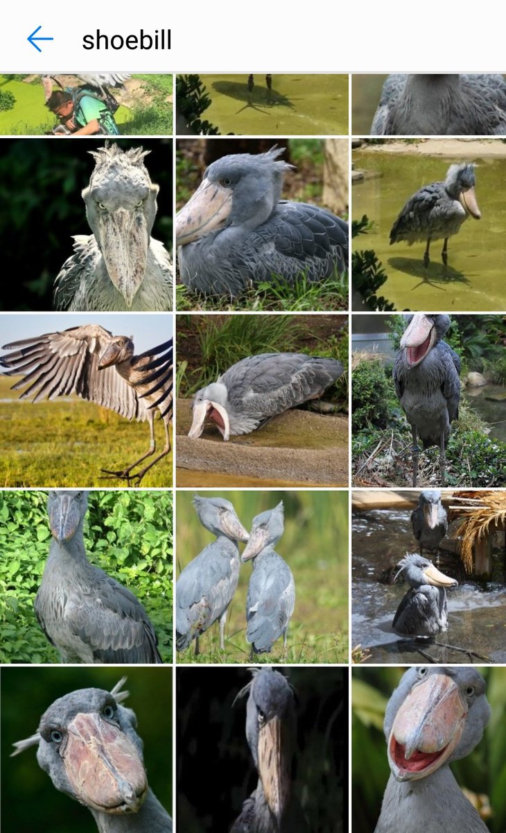 TrustedYakult's tweet photo. Shoebill https://t.co/dgDKthx7gj