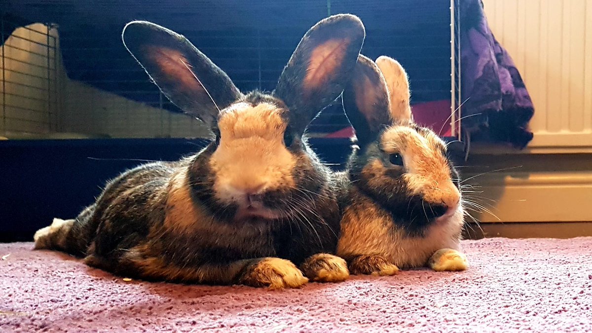 SavageRabies's tweet photo. @pylonfan Here ya go. Sir David Attenburrow, who we knighted ourselves, and Wabby the wascaly wabbit, who was named by my mother in law after being dumped in her front garden. https://t.co/bIYaiYN1KT