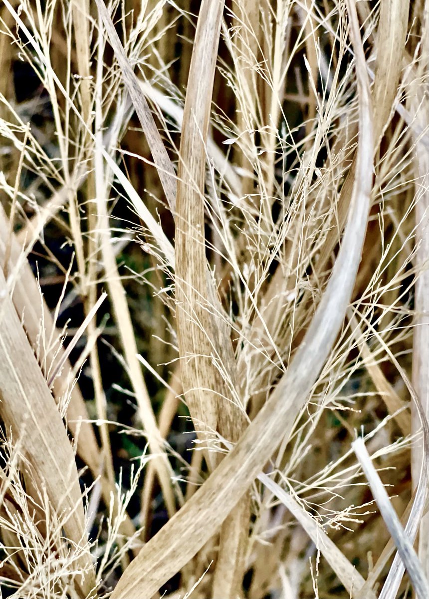 #Sounds #NewYear  #Haiku #TheDailyHaiku <a href="/TheGreatMargin/">The Great Margin</a> 

Whispering stillness 
Hear the soft steps of the year
A grateful farewell

#HospicePoet #CreativeTherapy #photoart #nature <a href="/boltonhospice/">Bolton Hospice</a>