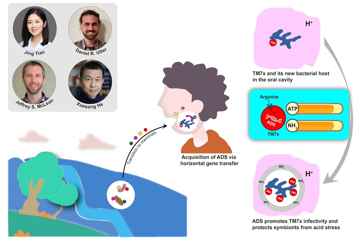 The ADA Forsyth Institute (@forsythresearch) on Twitter photo Published today in <a href="/PNASNews/">PNASNews</a>, Forsyth researcher <a href="/he_xuesong/">Xuesong He</a> & collaborator <a href="/JMcLean_UW/">Jeffrey McLean</a> have uncovered new insights about the genetic evolution of TM7, a group of ultra-small bacteria that have adapted to thrive living inside human mouths: forsyth.org/news/researche… #oralmicrobiome Published today in <a href="/PNASNews/">PNASNews</a>, Forsyth researcher <a href="/he_xuesong/">Xuesong He</a> & collaborator <a href="/JMcLean_UW/">Jeffrey McLean</a> have uncovered new insights about the genetic evolution of TM7, a group of ultra-small bacteria that have adapted to thrive living inside human mouths: forsyth.org/news/researche… #oralmicrobiome