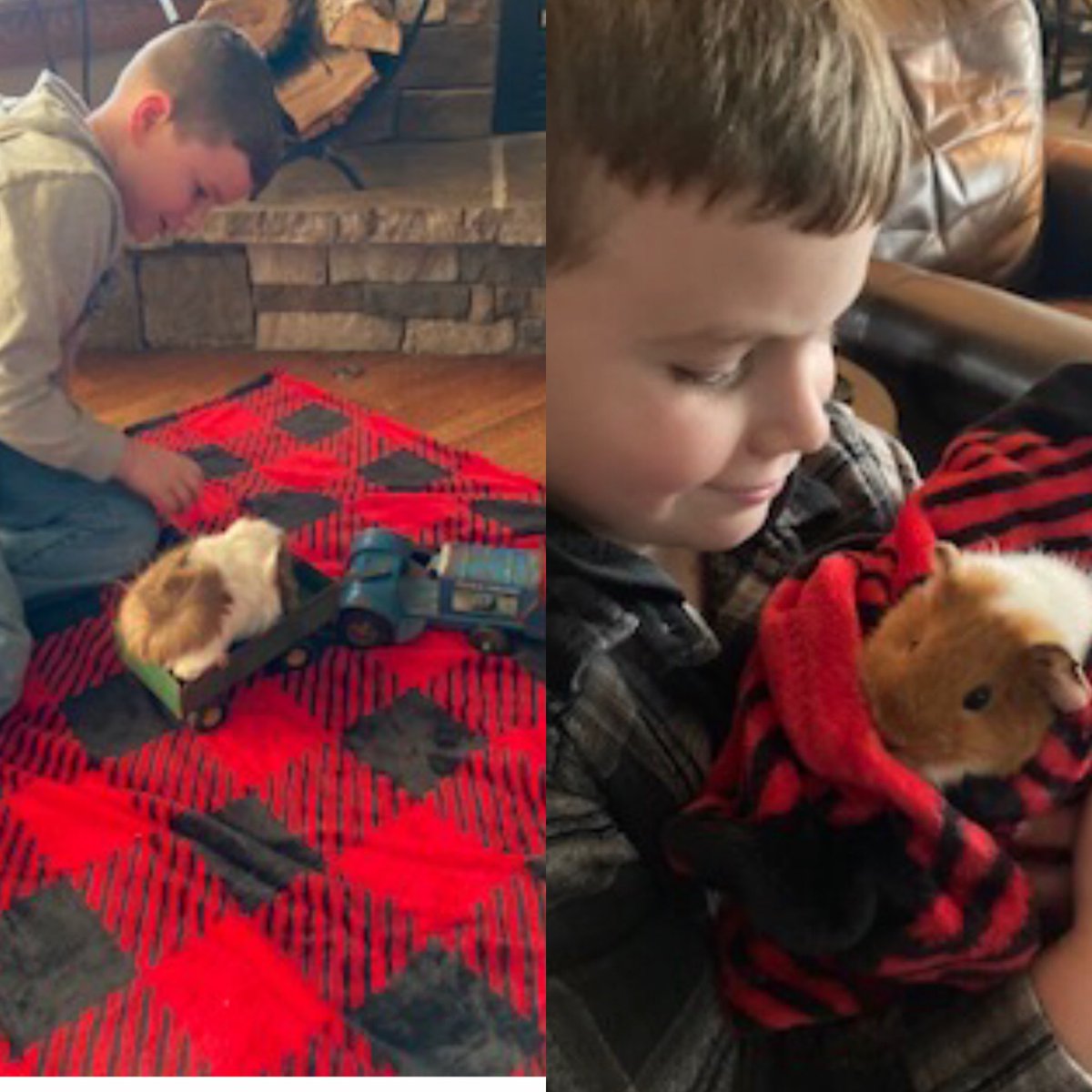 OConnorSoconnor's tweet photo. These guinea pigs were having a blast at their VRBO over break.  Deacon you are a great pet sitter . https://t.co/DC0u4w6lBg