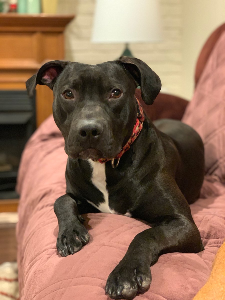 When we asked our adoptions team to describe Carlos, the first words that came out were: precious angel baby. 

He is super sweet, gentle &amp; looking to join a pack with other dogs!

Will you share for Carlos to help him find a home with comfy beds, cheese, and some other dogs?
