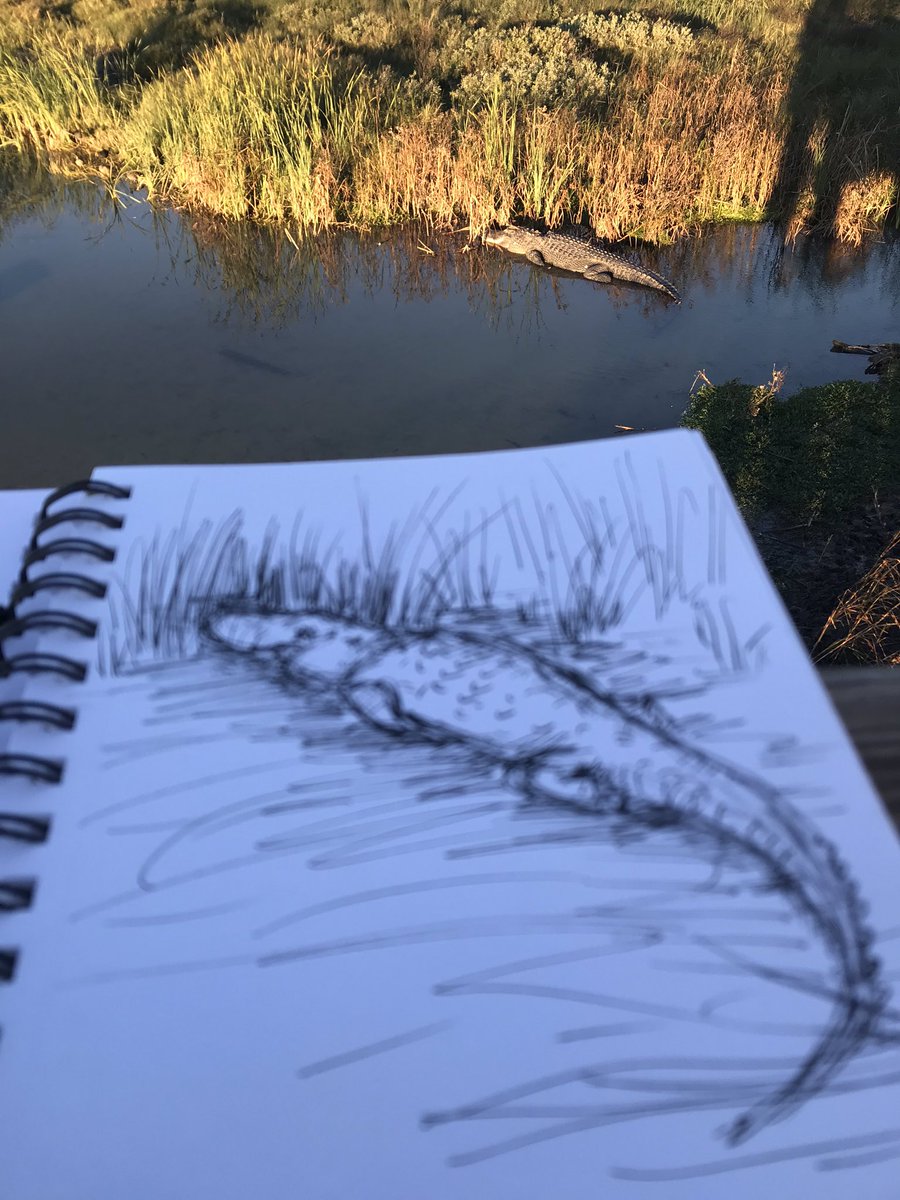 Today’s sketch hour included a little more stationed subject... 

#sketching #sketchbook #alligator #lifeonthecoast