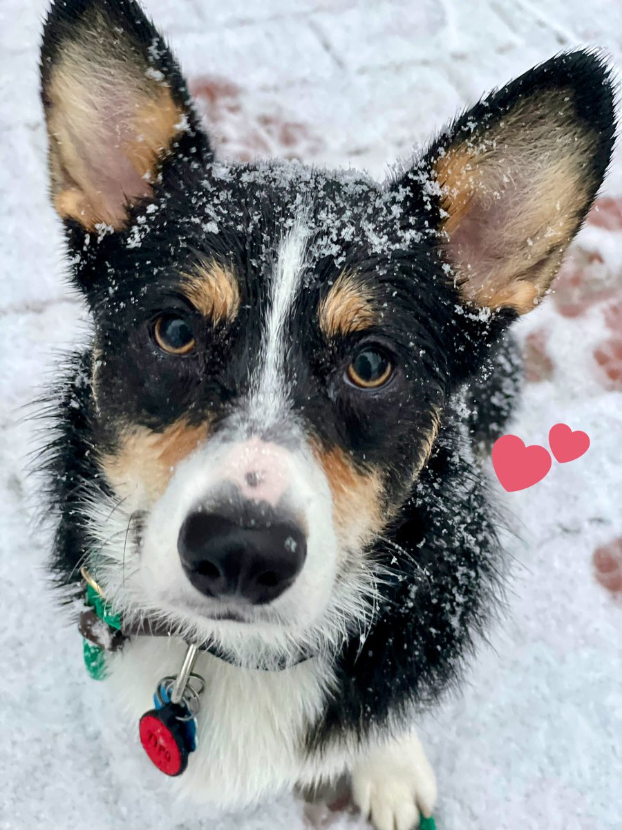 A black corgi stares at the camera, his whiskers and fur all icy and full of snow