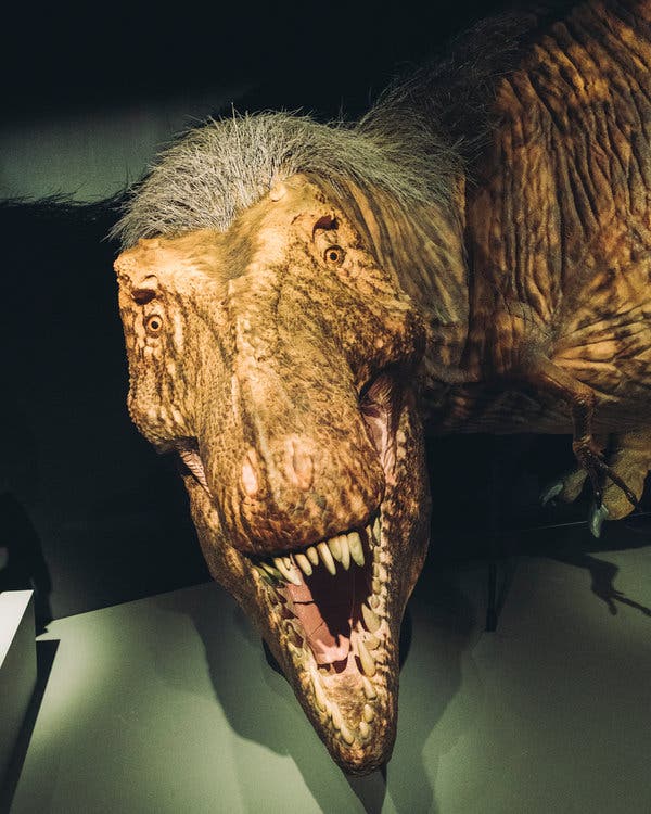 Marisa is Having Nightmares on X: "Doing some dinosaur research for a  commission and DAMN. The new T rex with feathers model is scarier in my  opinion. https://t.co/RkOhB1G3rb" / X