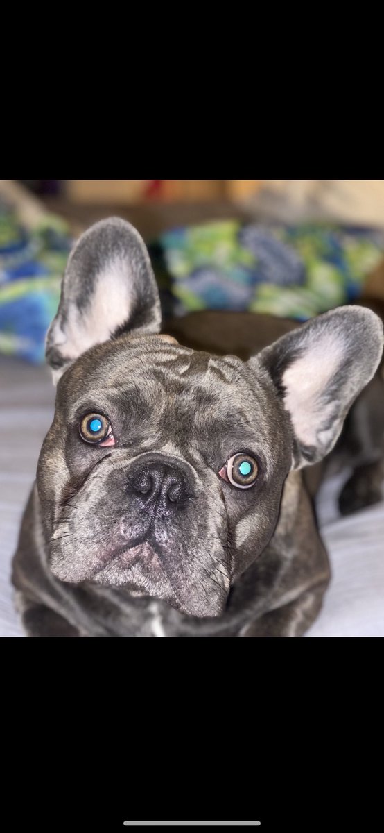 Mandorey79's tweet photo. Love this pic! 👁 👁 #fatboyfrenchies @Fatboy85JR https://t.co/2UVKpevq46 #frenchbulldog #frenchie #frenchbulldog https://t.co/7H3Yl9Q3lK