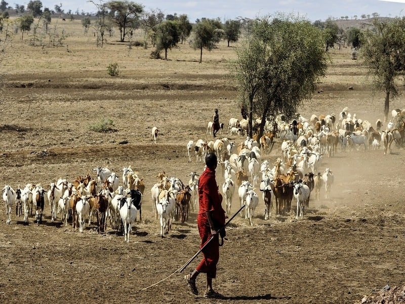 @theshortmaasai tweet media