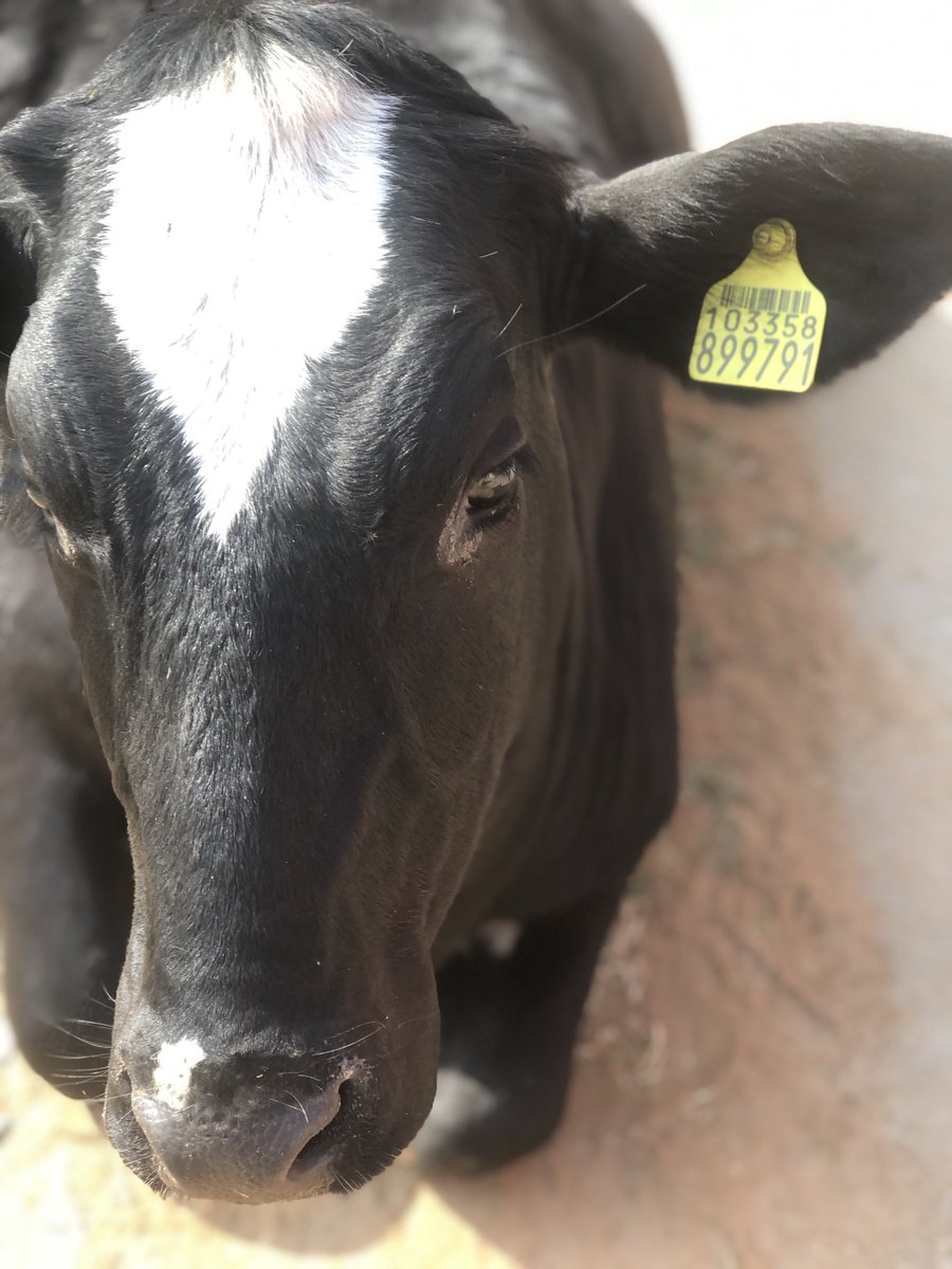 udaiveer tweet media