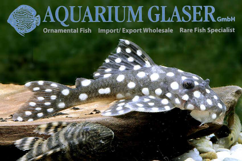 aquariumglaser's tweet photo. #Baryancistrus sp. #Snowflake #LDA33 / #L142
find more details and pics @ https://t.co/kgExUnuDLM https://t.co/1lm8hUnkmt