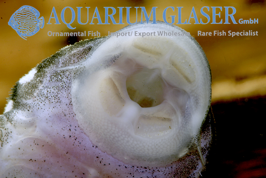 aquariumglaser's tweet photo. #Baryancistrus sp. #Snowflake #LDA33 / #L142
find more details and pics @ https://t.co/kgExUnuDLM https://t.co/1lm8hUnkmt