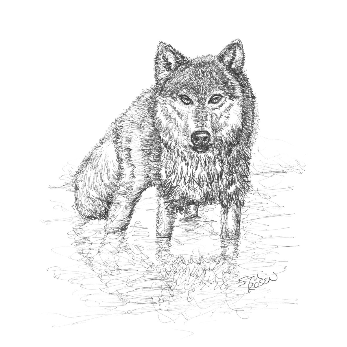 My new tradition will be drawing a wolf as the first wild animal of the year. This is in honor of the wolf that was the very first drawing I made using ballpoint pen in 2018.