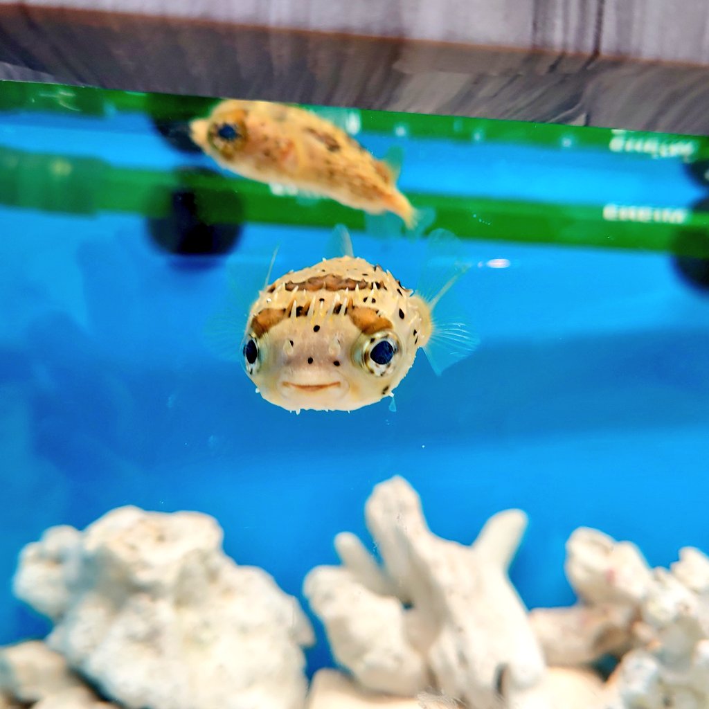 マリンワールド海の中道 公式 魚虎 と書いてハリセンボンと読みます その心は 頭がトラに似ているからです 漢字の由来は諸説あります センターガーデンにて 干支にちなんだ生きものを展示していますよ マリンワールド海の中道 マリンワールド海の中道 公式 魚虎 と書いてハリセンボンと読みます その心は 頭がトラに似ているからです 漢字の由来は諸説あります センターガーデンにて 干支にちなんだ生きものを展示していますよ マリンワールド海の中道