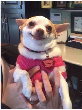 Sacc's tweet photo. Después de una hora de intentar facturar en línea y de escribirle una narco-cartulina por mail al servicio a Clientes de Office Depot, me di cuenta que mi ticket es de Office Max :) https://t.co/ELWdezR3mv