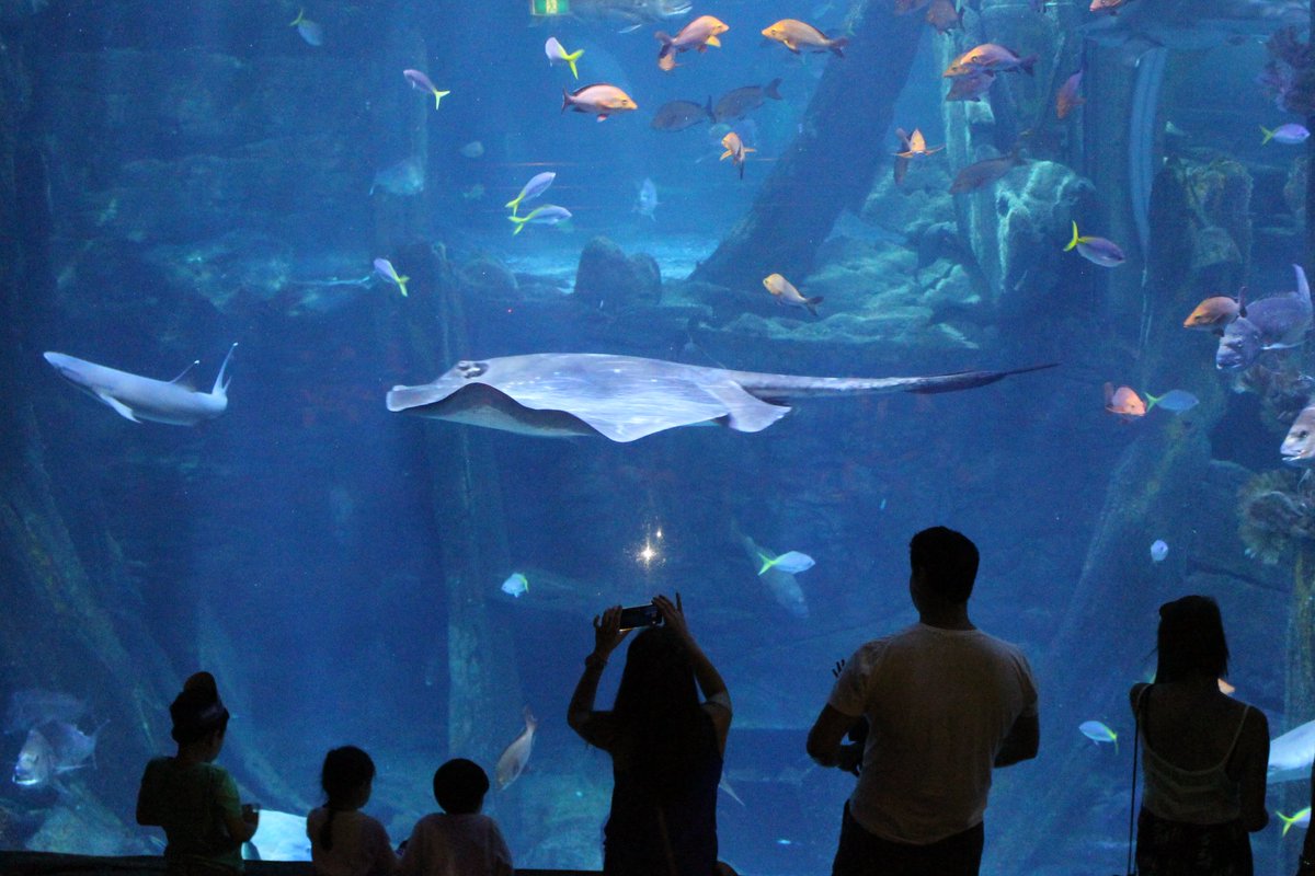 TripSeeDo's tweet photo. Melbourne Attractions Keypass is now available! 25% off ticket bundle to SEA LIFE Melbourne Aquarium, Melbourne City River Cruises and ArtVo Melbourne. First 300 people receive $50 CBD shopping voucher! https://t.co/ZbkHuANzj0 Full details: https://t.co/PGwdQPuoRy https://t.co/Q8VfwqQbr1