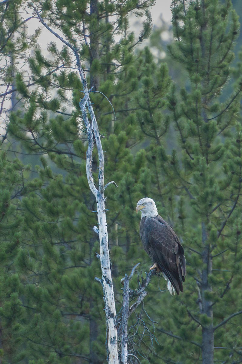 AelaWild's tweet photo. Bald eagles gain their iconic white head &amp; tail at sexual maturity around five years of age. They're proficient fishers &amp; scavengers, so you'll find them in the mix at a carcass as well trying to grab a bite from the buffet.
#wildlifephotography #birdphotography #nikonphotography https://t.co/azBVI2cdc1