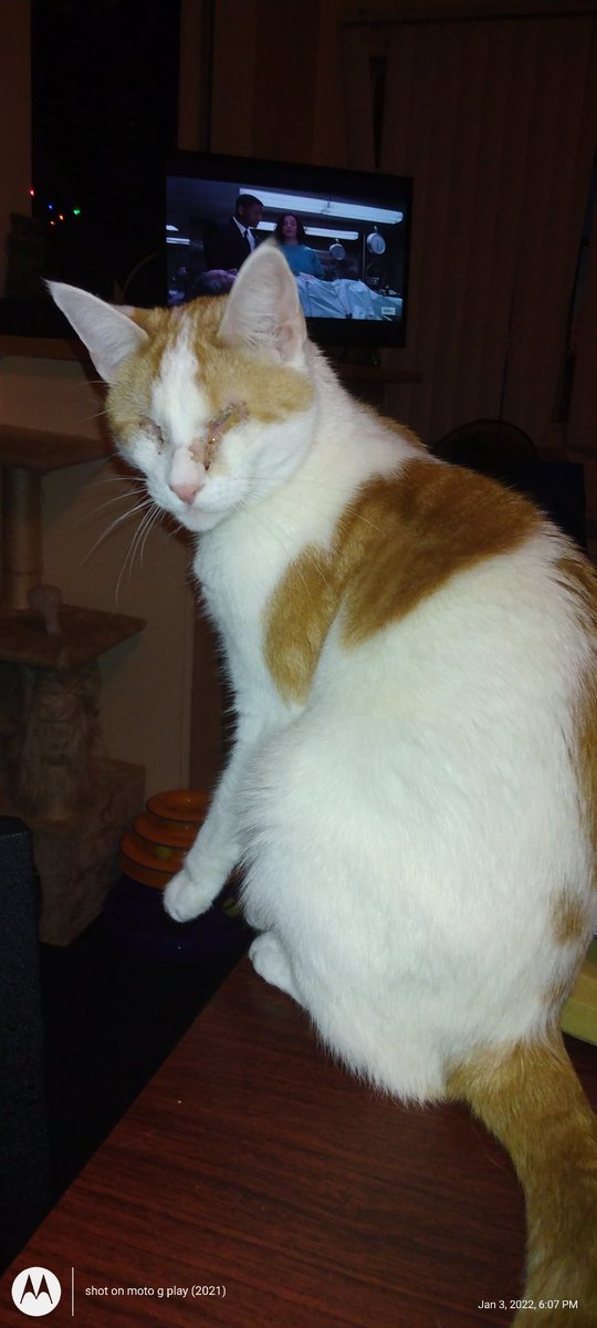 AcctHenry's tweet photo. Hi Twitter Family!! Punkin says hello & hope your enjoying your Monday! #Punkin #CatsOfTwitter #GingerFace π½π½ππβ€οΈπ https://t.co/Y9wu3YhlWV
