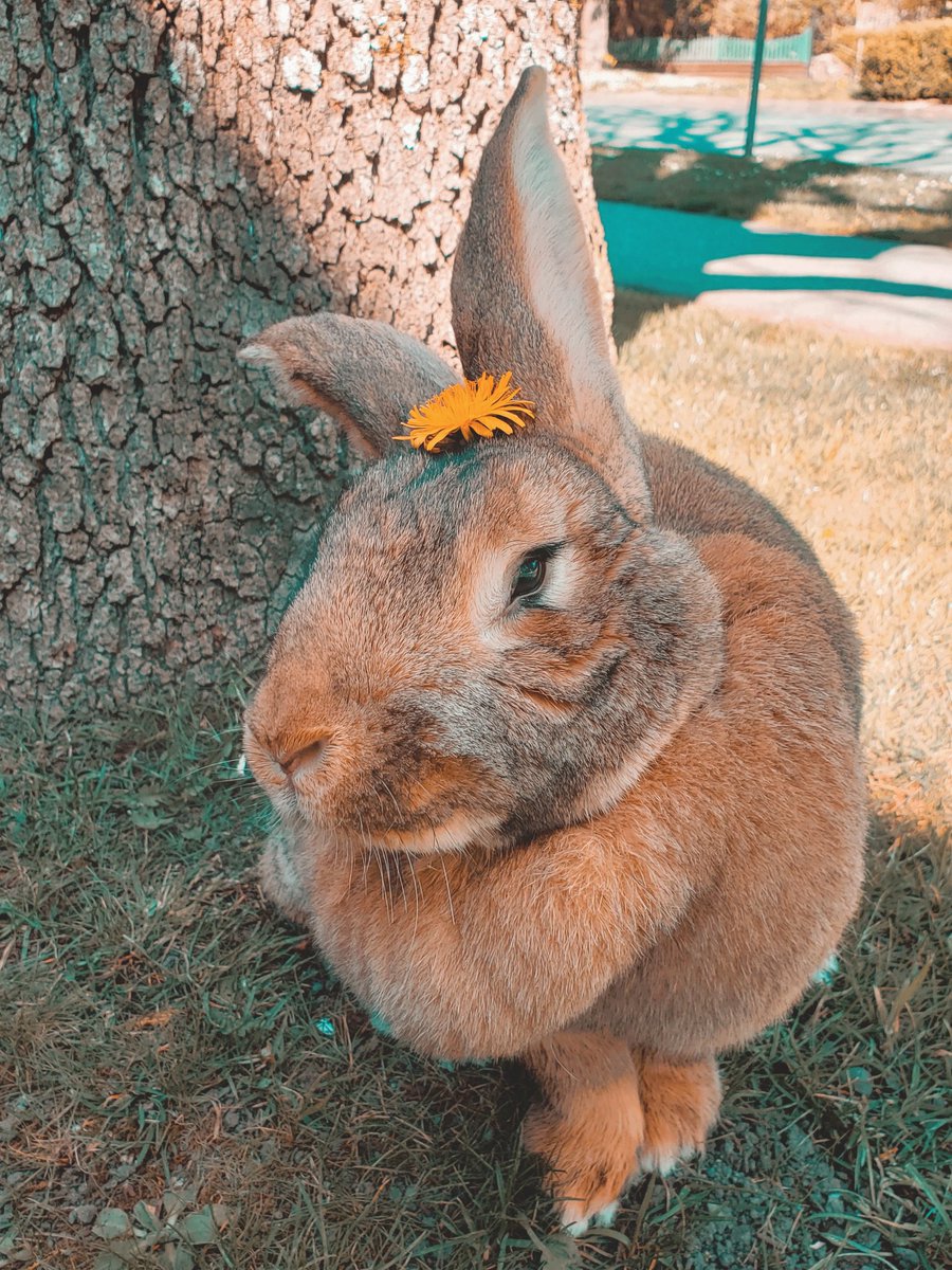 linedotsydney's tweet photo. @LilyPichu Bea my chonky baby 🐰 https://t.co/AfKjD7ilLD