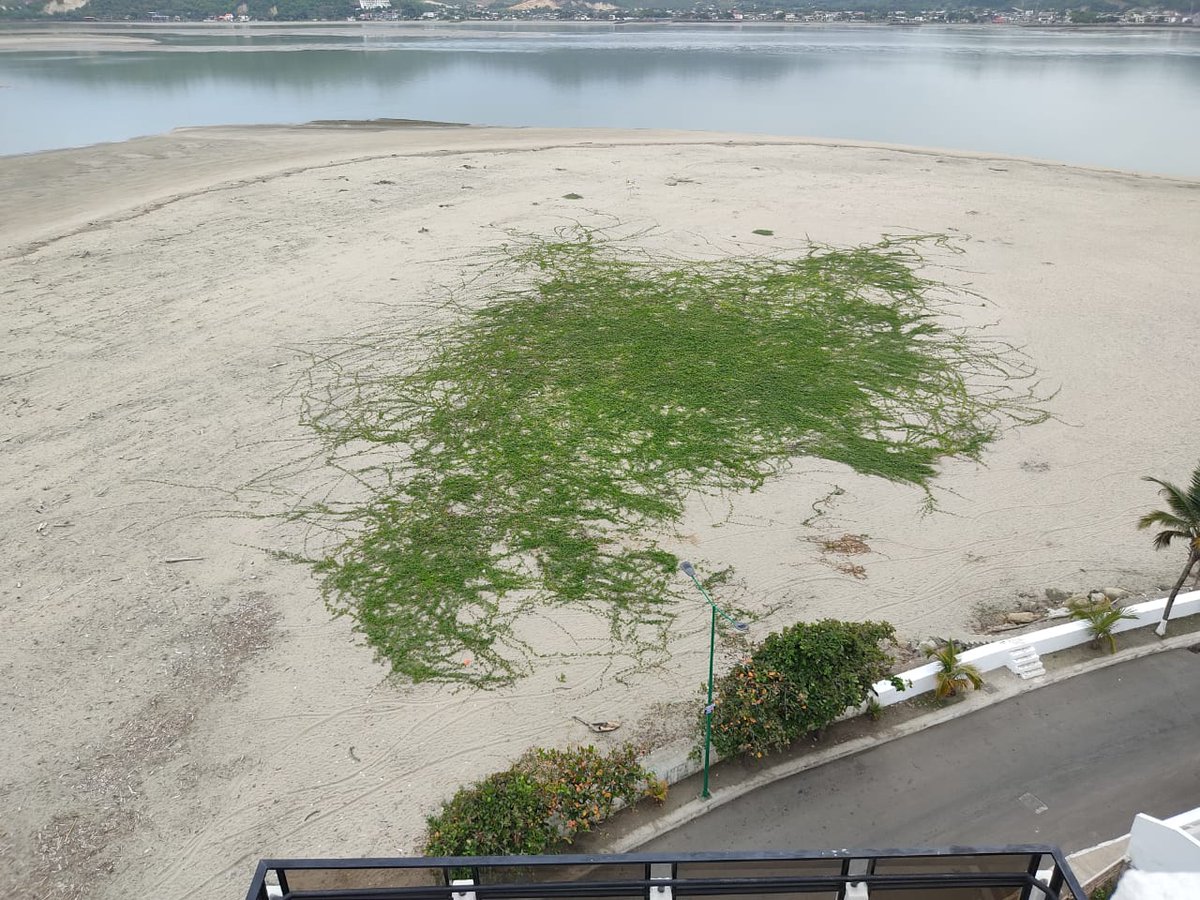vaneacostab's tweet photo. PLANTAS PSAMÓFILAS CRECIENDO EN LA DESEMBOCADURA DEL ESTUARIO DEL RÍO CHONE, ECUADOR https://t.co/cTpB31Bvx9