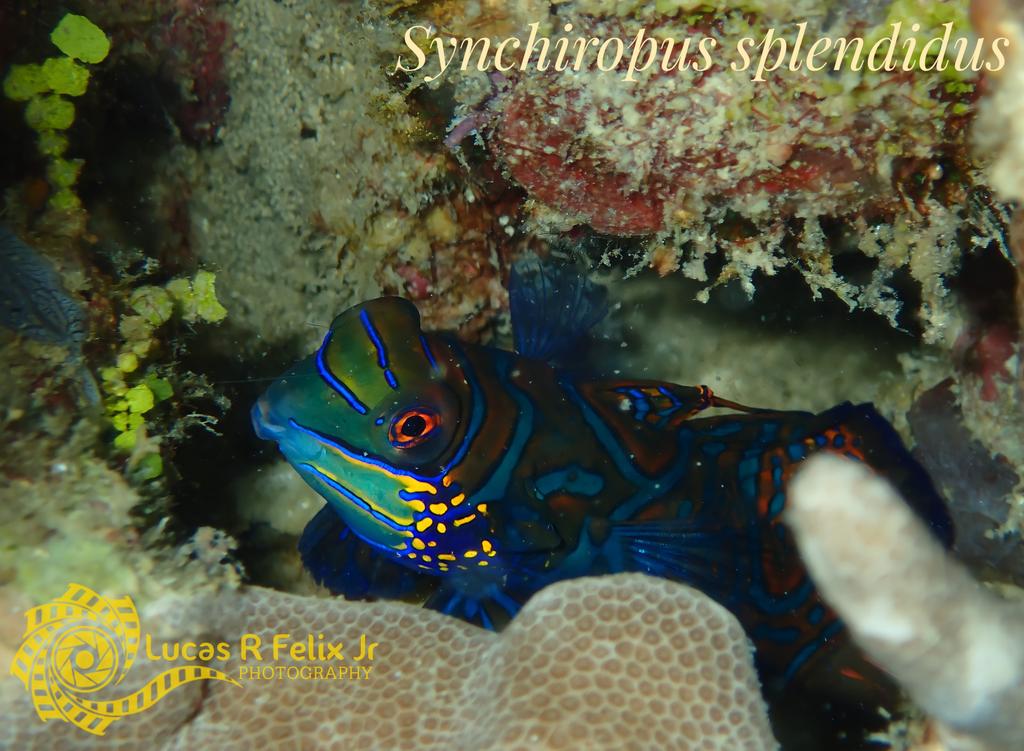 ichthyofelix18's tweet photo. my first fish photo of the year!
they'r so cryptic that i've only seen them twice in my 12 years of diving..
#Fish123 #olympustg4 #biodiversity #marinebiodiversity #reef #fish https://t.co/dmYbl13Qyd