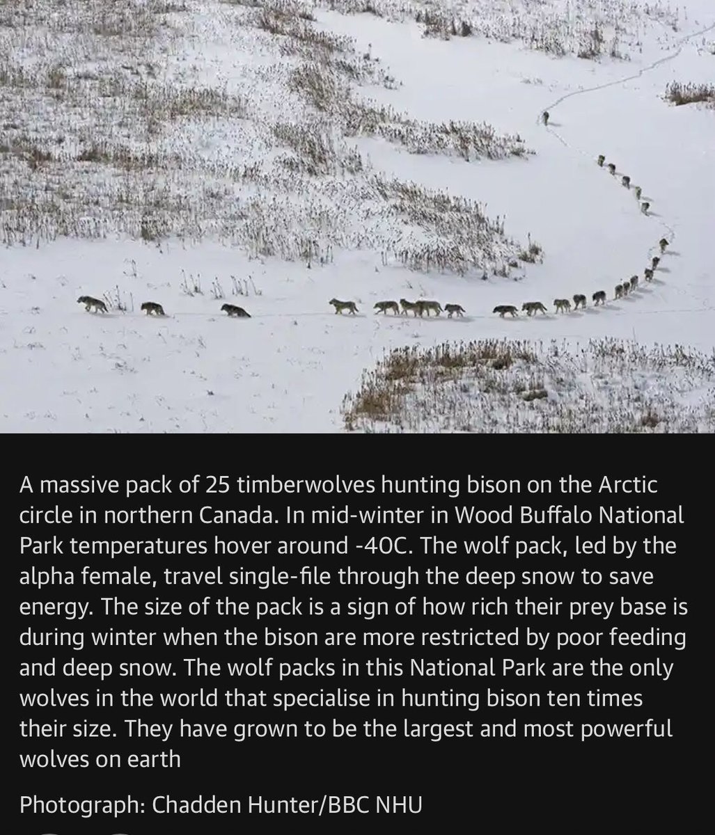 hvanspall's tweet photo. This is the actual BBC #FrozenPlanet caption; a reproductive female leading the powerful wolf pack from front!
Doesn’t fit the popular & false narrative of the male leading from behind, right?
Let’s see which tweet gets more traction
#Leadership #FactOverFiction #CheckYourBiases https://t.co/KoEuPdqkQn