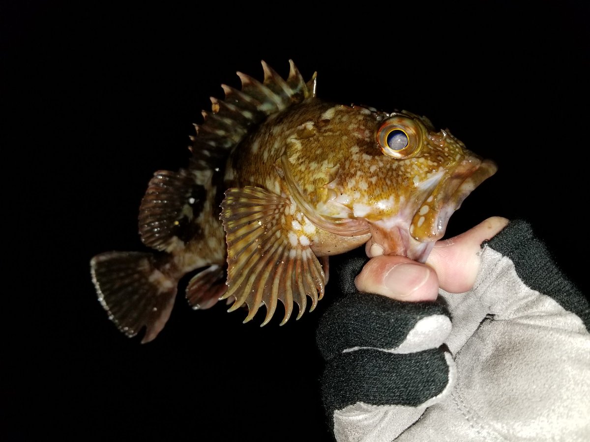 rapalapar's tweet photo. 釣り初めは
  重量感ある カサゴ x 2
腹パンと7歳未満なので今後の愉しみの為にお帰り頂きました https://t.co/oOQfC2Q4Lj