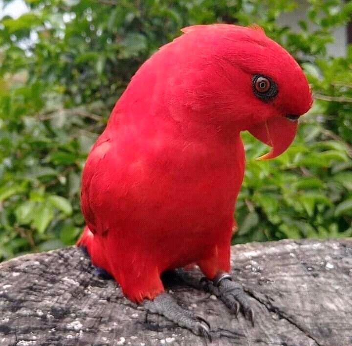 bro personale I navnet Barak LIBERTA on Twitter: "Red lory is a species of parrot live in  Indonesia, New Guinea, Australia and the Pacific #birds #birdwatching  #nature #wydad #beauty https://t.co/Jn1DifYCVm" / Twitter