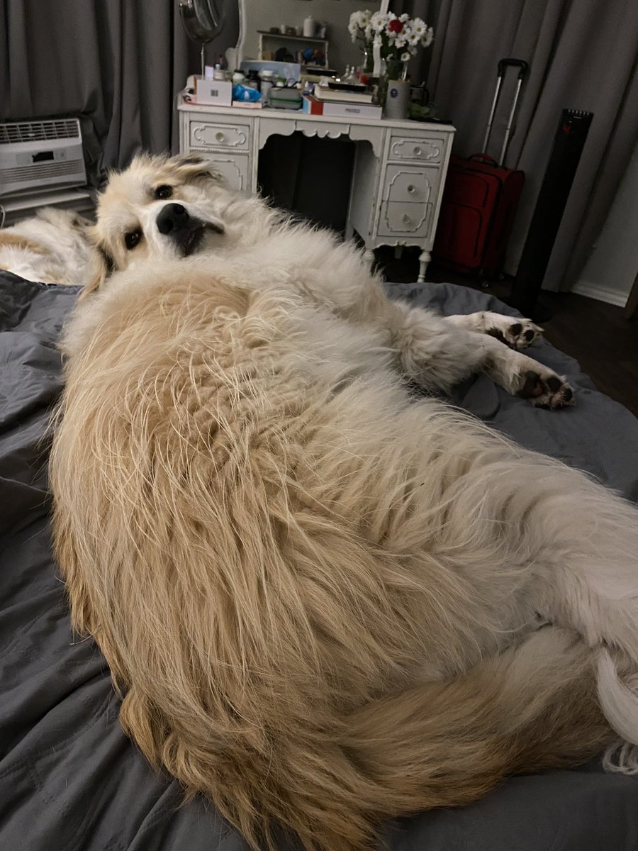 pennylowe's tweet photo. My massive Maverick keeps my toes nice and toasty unless he is warming up my house shoes #GreatPyreneesLife https://t.co/1TvCll5fRI