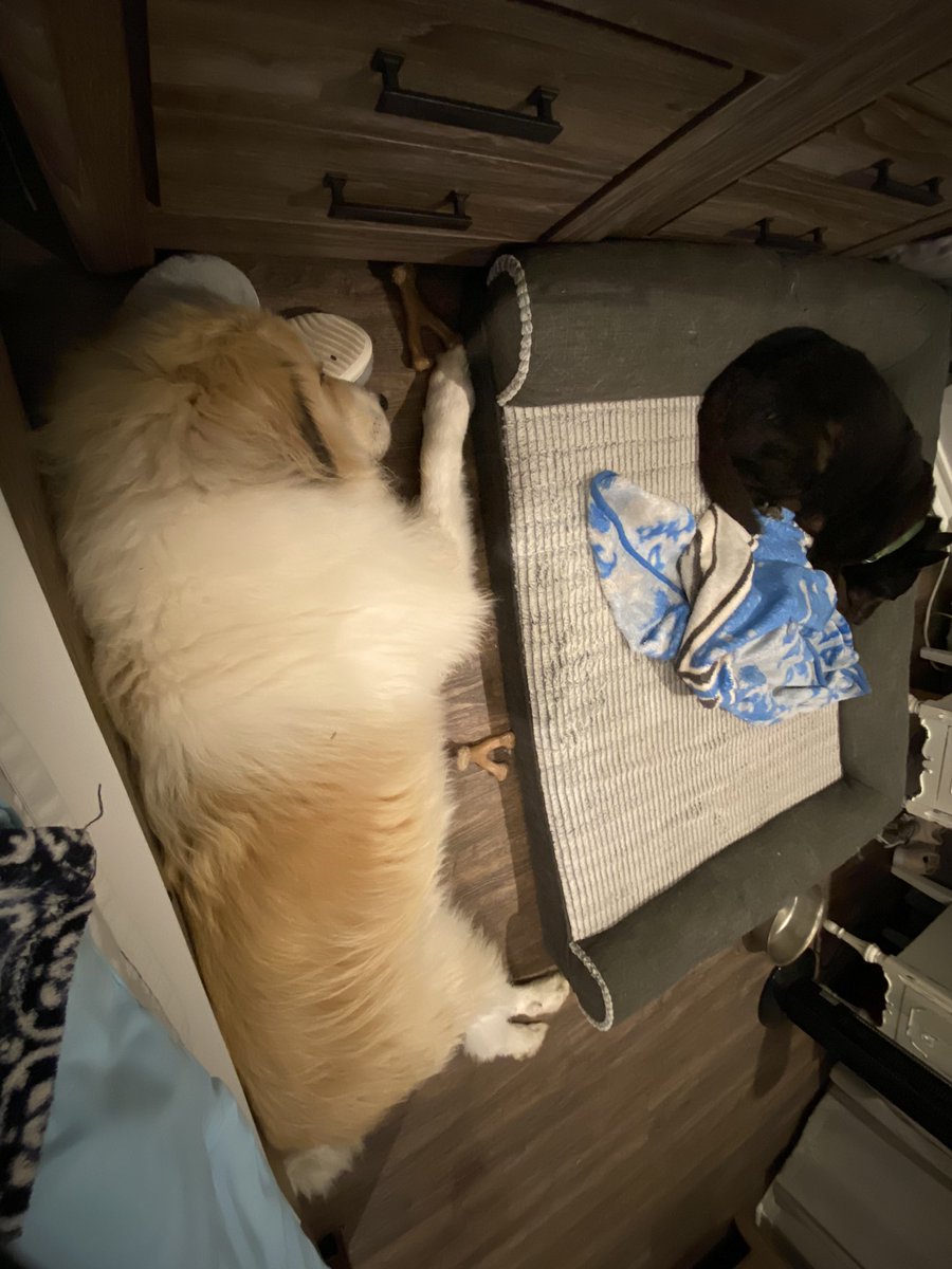 pennylowe's tweet photo. My massive Maverick keeps my toes nice and toasty unless he is warming up my house shoes #GreatPyreneesLife https://t.co/1TvCll5fRI