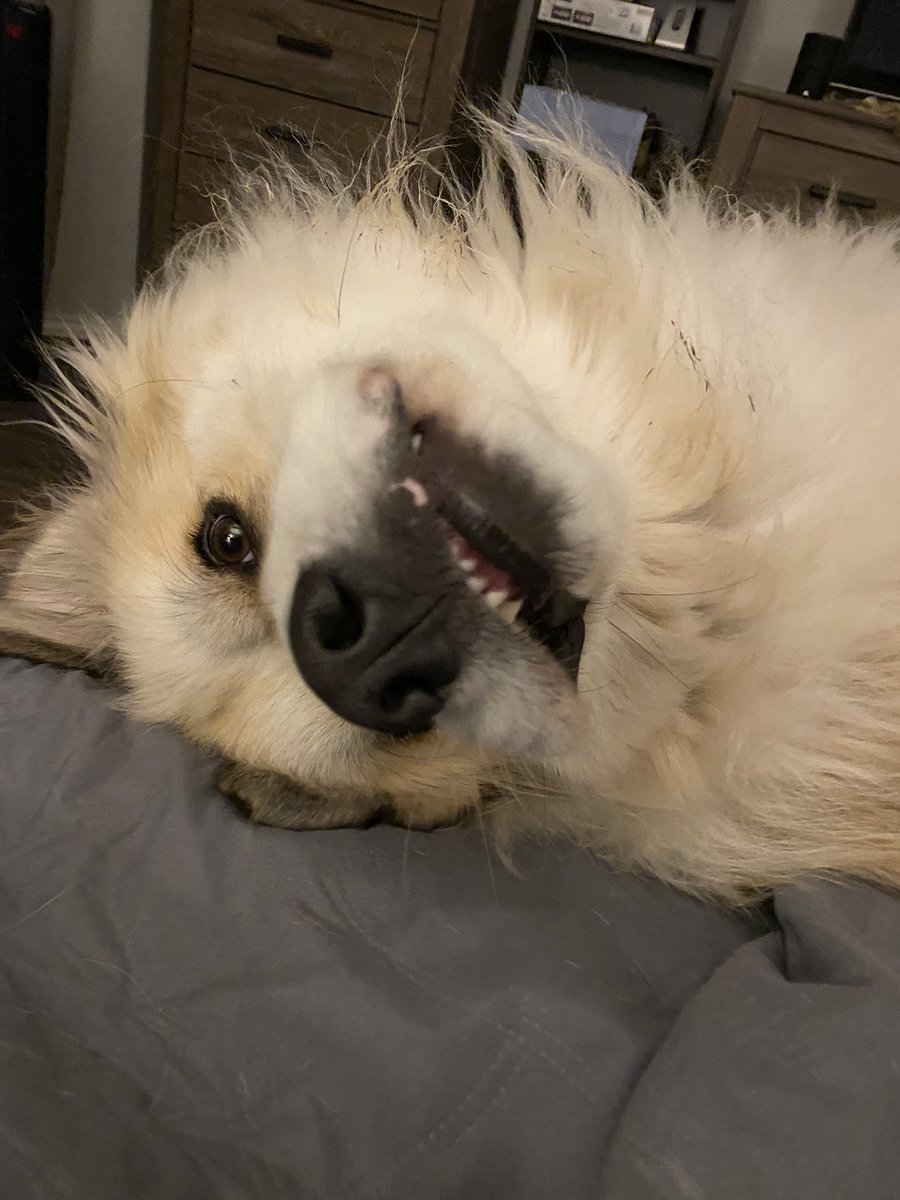pennylowe's tweet photo. My massive Maverick keeps my toes nice and toasty unless he is warming up my house shoes #GreatPyreneesLife https://t.co/1TvCll5fRI