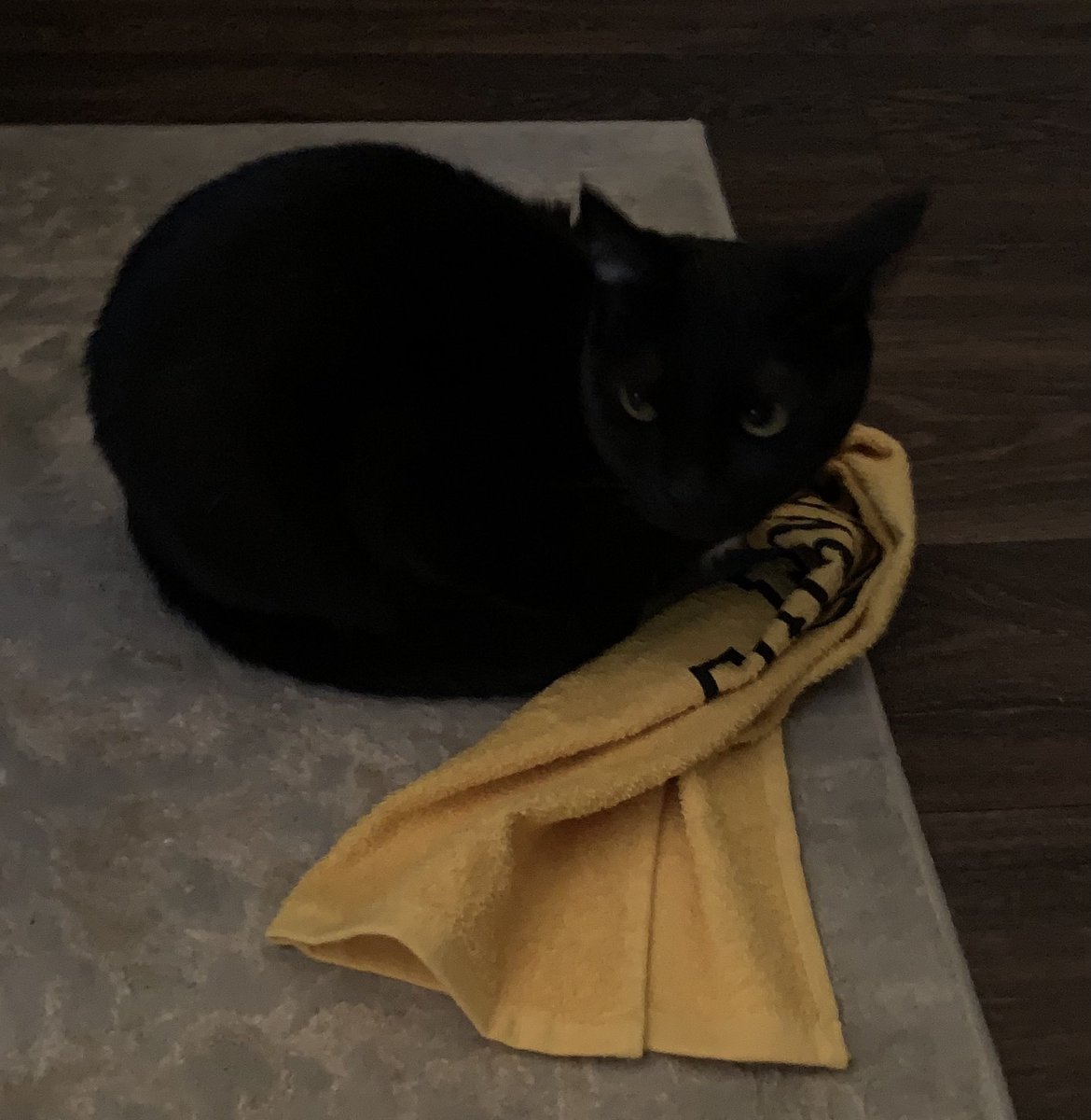 bfreds22's tweet photo. Midnight has her terrible towel at the ready for the remaining 3 quarters tonight. @steelers  #HereWeGo https://t.co/nzN7FVW2jU