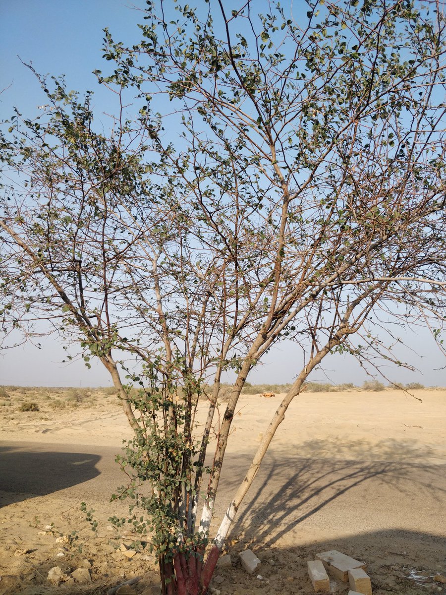 Swathy_Joy's tweet photo. Desserted in the desert!!
@Jaisalmer @Nature @naturephotography @india https://t.co/fSp06JUVwV