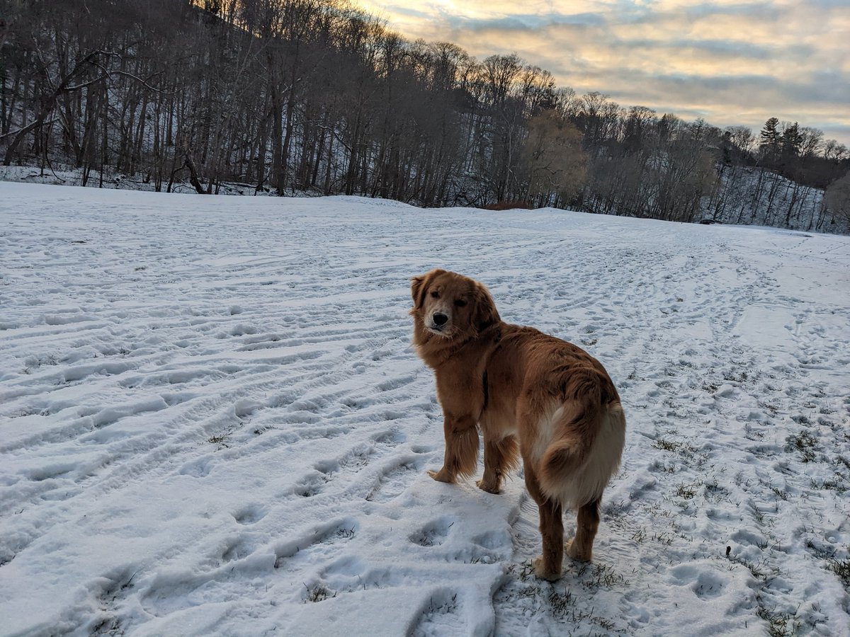 marcusjwill's tweet photo. @SandfordBorins Rosedale evening walk with a pal. https://t.co/FFFLrbRrer