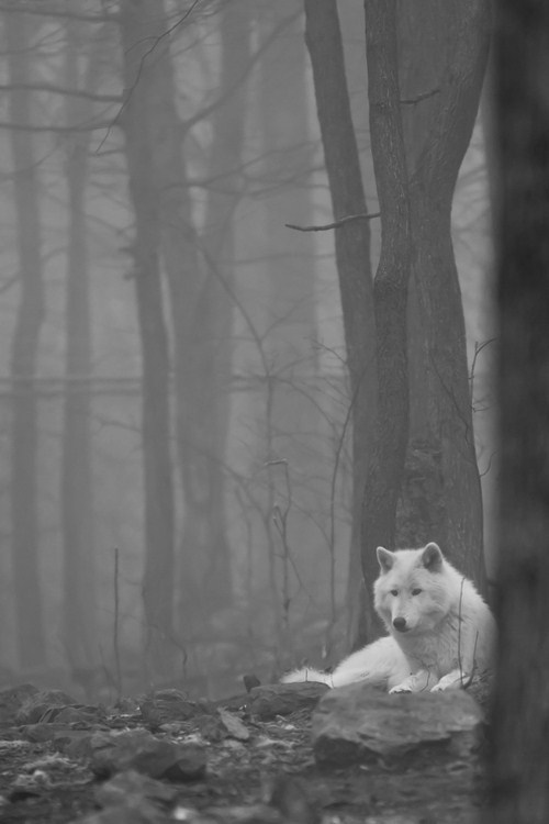 HourlyWolves presents: