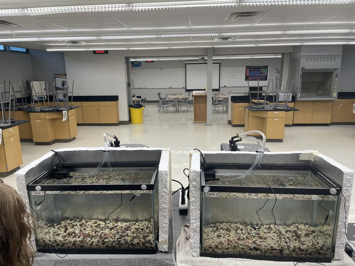 fishlips_caj's tweet photo. Got to put salmon eggs (part of thiamine deficiency study) into high school classes as part of Salmon in the Classroom and UCD citizen science. So excited to include kids into this amazing group of scientists doing this important work. @CAfishdiaries @UCDEducation https://t.co/qMz304JMxk