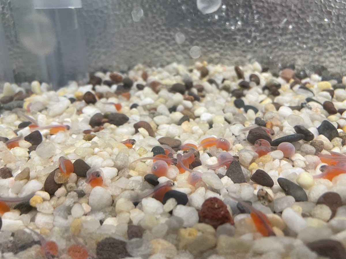 fishlips_caj's tweet photo. Got to put salmon eggs (part of thiamine deficiency study) into high school classes as part of Salmon in the Classroom and UCD citizen science. So excited to include kids into this amazing group of scientists doing this important work. @CAfishdiaries @UCDEducation https://t.co/qMz304JMxk