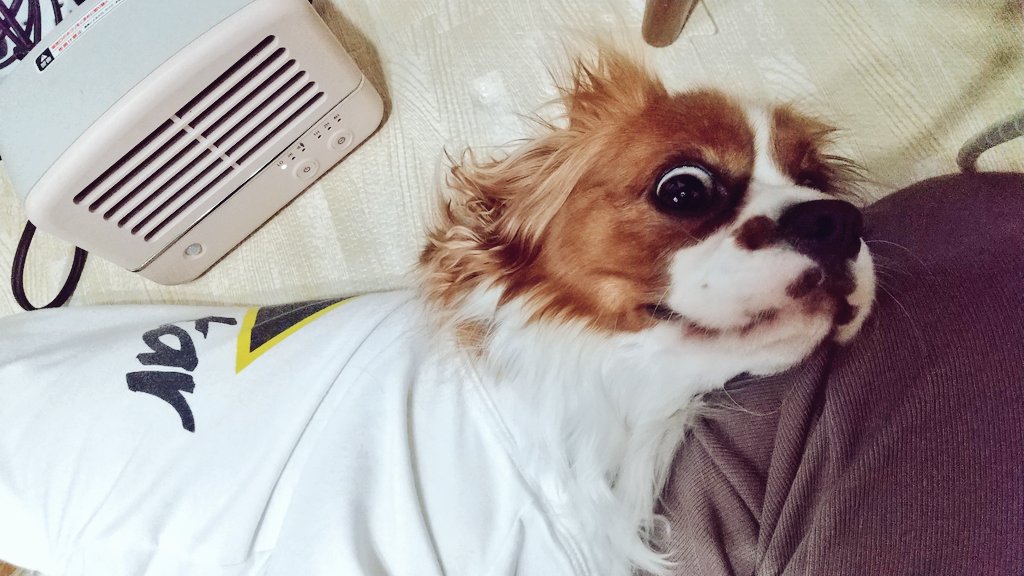 Techi25110287's tweet photo. ヒーターつけたら絶対
現れる子🐶
段々近づいて行って
お尻焦げそうな距離で寝る😂
暑くないのかな🤔🤔
退けても絶対この距離に
移動する🤔🤔

てか完全に占領されてて
私寒いんですけどぉぉ🤣🤣 https://t.co/h2LndRl7SG