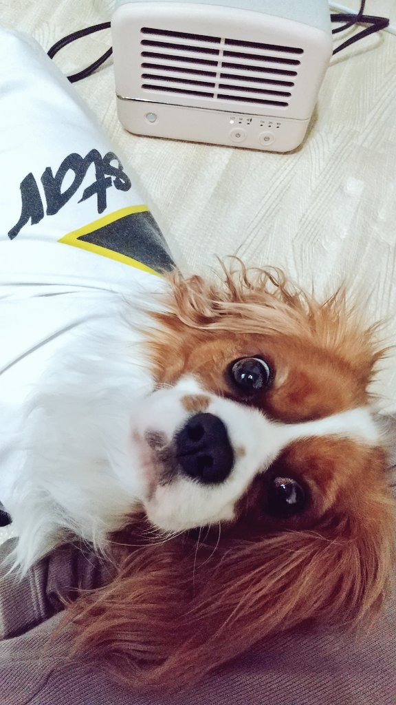 Techi25110287's tweet photo. ヒーターつけたら絶対
現れる子🐶
段々近づいて行って
お尻焦げそうな距離で寝る😂
暑くないのかな🤔🤔
退けても絶対この距離に
移動する🤔🤔

てか完全に占領されてて
私寒いんですけどぉぉ🤣🤣 https://t.co/h2LndRl7SG