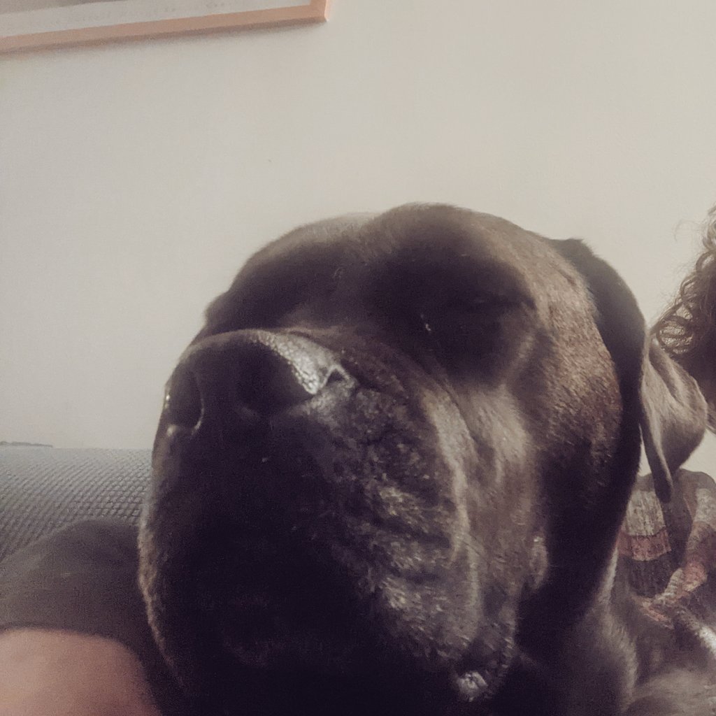 teby123's tweet photo. I.... I have no feeling in my hip (that this lap dog is leaning against)
#NotALapDog #SnuggleBum #RescueDogLife❤️ #BSLFreeYYC https://t.co/fNGxJ0buFd