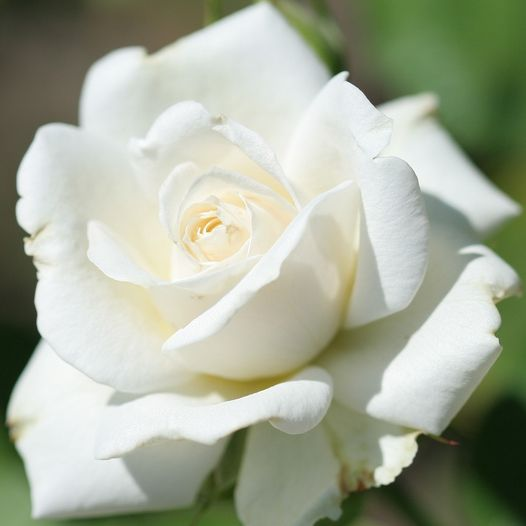 Біла з. Белые розы.