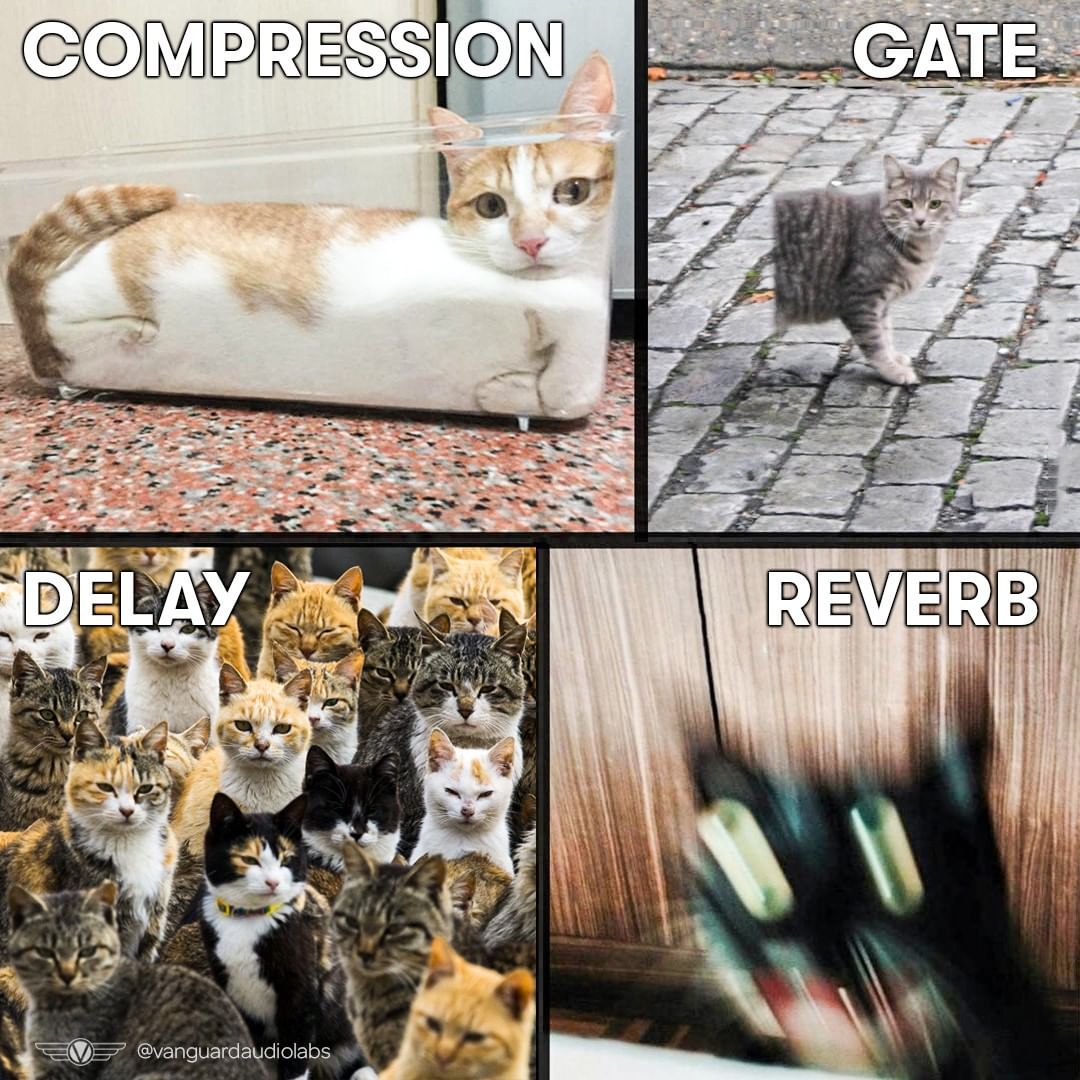 Avid's tweet photo. 😺 The purrrfect mix
📷 https://t.co/BZCsXXf1k1

#audioeffects #plugins #cats #mixing #recording #audioengineer #audio #promixing https://t.co/s050leNszK