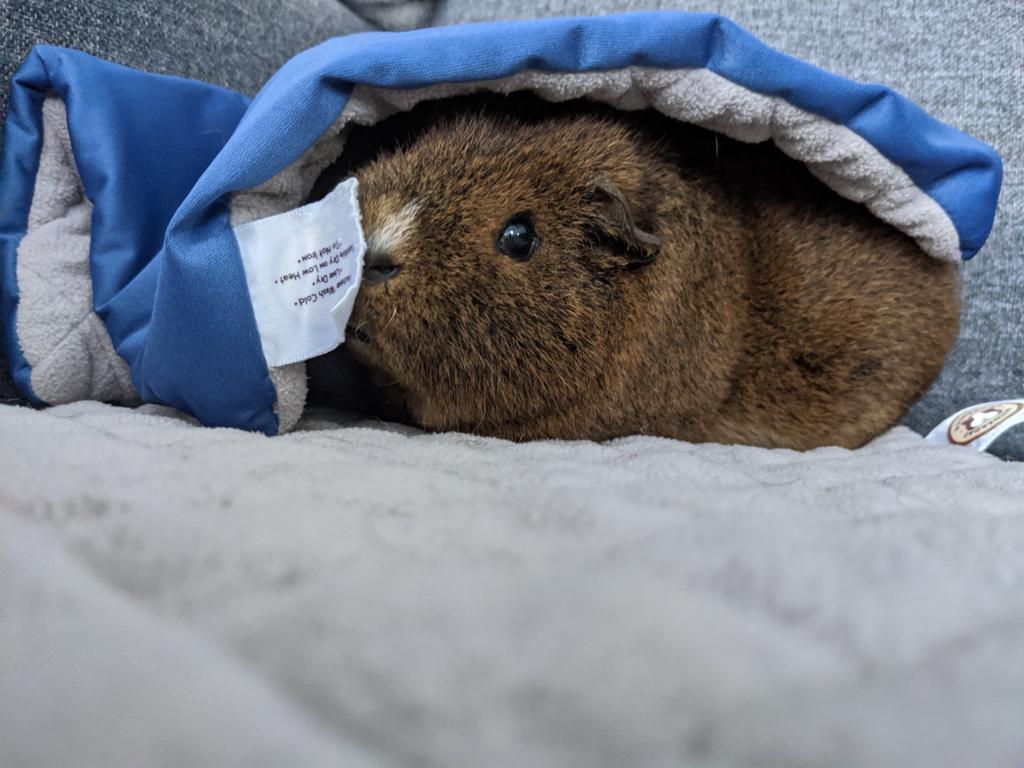 Lockl34r's tweet photo. Hier on a appris le décès du meilleur petit compagnon qu'on ai eu de nos vie.

Notre loutre de combat est partie sans souffrir, de vieillesse. Il allait sur ses 6 ans ce mois-ci.

Il va énormément nous manquer...

Chérissez vos proches à la moindre occasion, la vie est courte https://t.co/IeMA1BDxuG