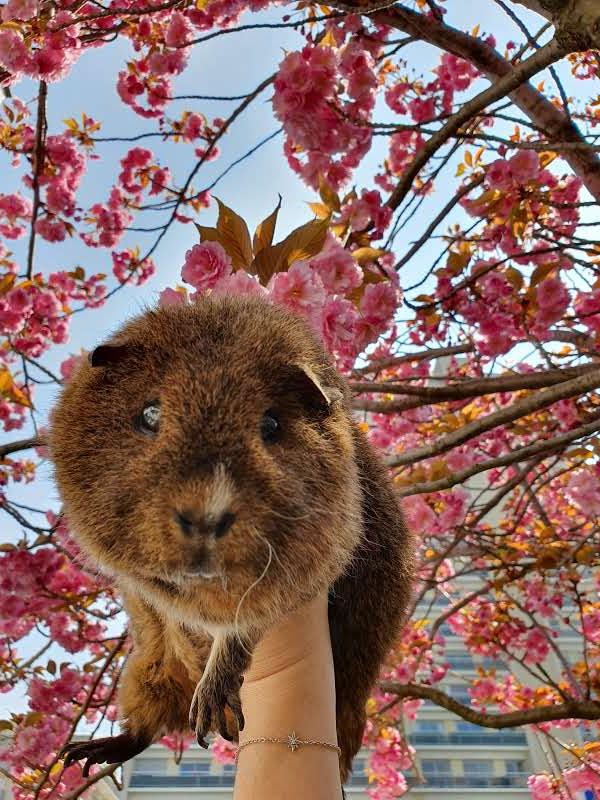 Lockl34r's tweet photo. Hier on a appris le décès du meilleur petit compagnon qu'on ai eu de nos vie.

Notre loutre de combat est partie sans souffrir, de vieillesse. Il allait sur ses 6 ans ce mois-ci.

Il va énormément nous manquer...

Chérissez vos proches à la moindre occasion, la vie est courte https://t.co/IeMA1BDxuG